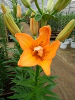 [4012 Orange Twin No102.JPG]